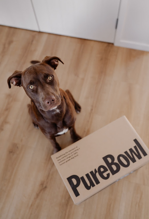 Convenient & Stress-Free Pet Food Delivery in New Zealand